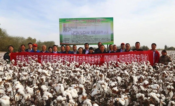 提质增效！兵团机采棉关键技术在八团取得突破