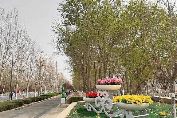 师市园林处下足“绣花”功夫 让园林美景提升城市颜值