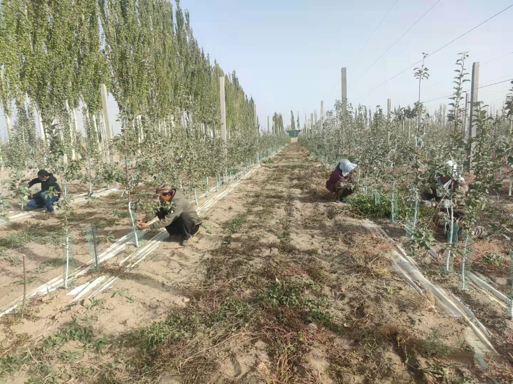 第一师供销（集团）公司千亩示范园助力乡村振兴