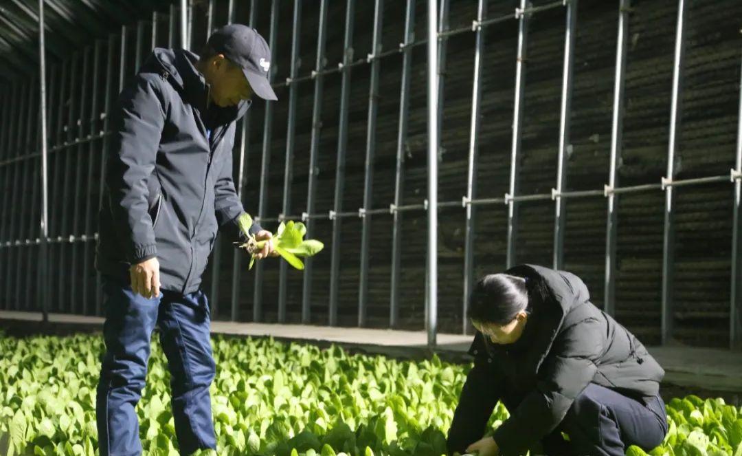 十四团：支部领办合作社 凝聚多元发展合力