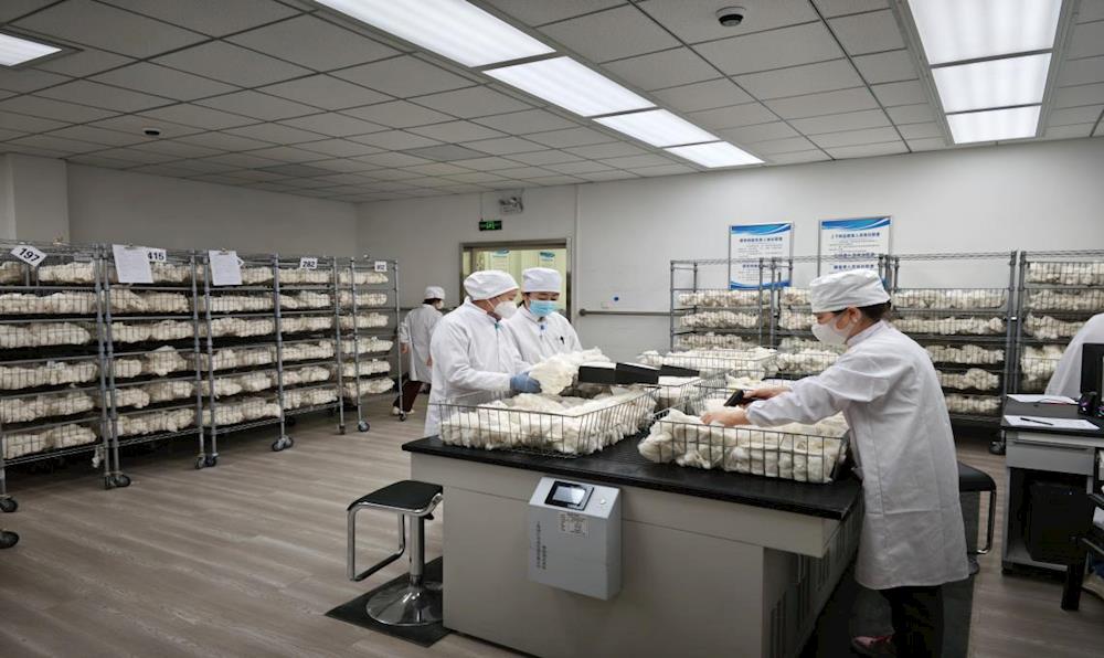 节后复工干劲足 阿拉尔棉花公检增质效